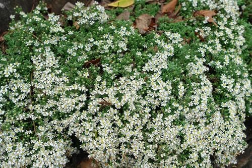 Perennial Farm Aster Ericoides ‘Snow Flurry’ (White Heath Aster) – Live Perennial in #1 Container, Low-Growing White Daisy-Like Blooms, Compact Groundcover, Great for Edging & Pollinator Gardens - Image 2