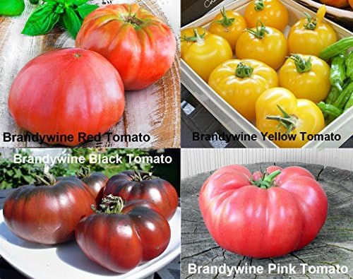 Mixed Seeds 30 Giant Tomato Seeds Mix of 19 Varieties Heirloom Non-GMO - Image 2