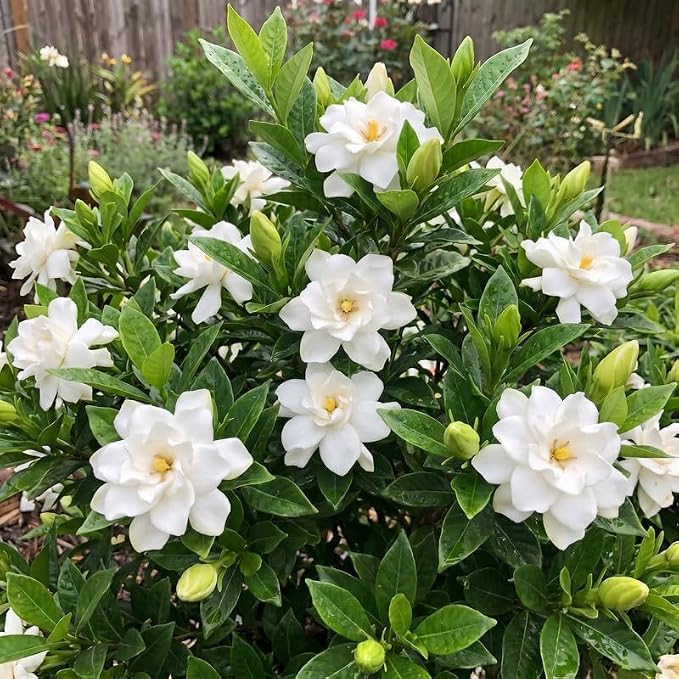 Frostproof Jasmine Vine Live Plant, Patio Container Flower, 4-7 Inches - Image 7