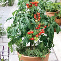 Park Seed Cherry Tomato Seeds, Planting Vegetables, Easy to Grow, Non-GMO, Variety of Colors and Sizes, Spring Garden, Patio Choice Red, Pack of 30 by ParkSeed
