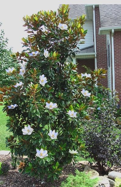 Magnolia grandiflora ‘Kay Parris’ Live Tree – Dwarf Southern Magnolia – Fragrant White Flowers – Evergreen Ornamental Tree – 1–2 Ft Tall Plant - Image 5