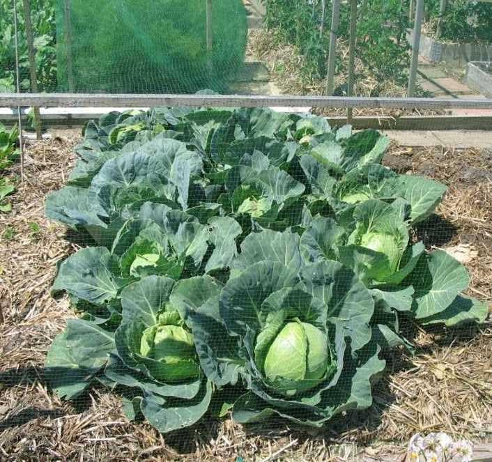 Bravo Cabbage Live Plants - Set of 4 - Image 3