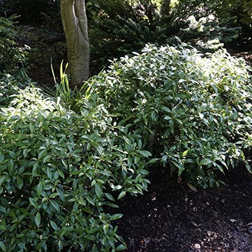 Garden Debut Moonlit Lace Viburnum, Live Flowering Shrub, 3 Gallon - Image 4
