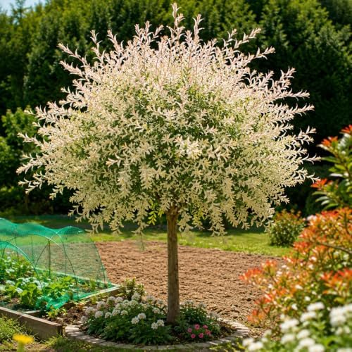 Japanese Dappled Nishiki Willow Tree - 24-36" Tall Live Plant - Gallon Pot - Image 5