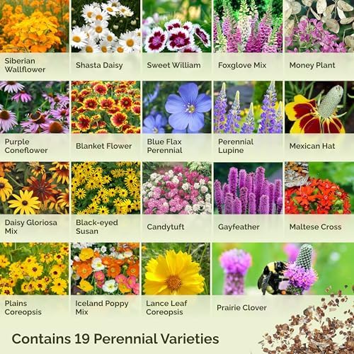 Eden Brothers All Perennial Wildflower Mixed Seeds for Planting, 1 oz, Seeds with Lupine, Shasta Daisy | Attracts Pollinators, Plant in Spring or Fall, for Zones 3, 4, 5, 6, 7, 8, 9, 10 - Image 3