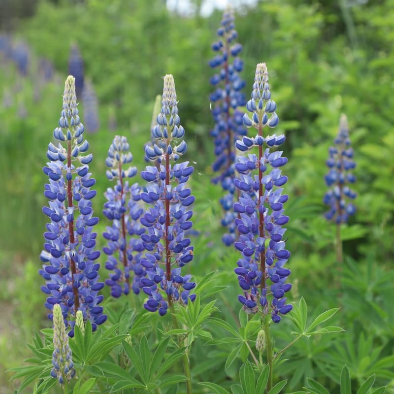 2 Wild Lupine Live Plant, 4-6" Tall in 4" Pot, Easy to Care, Grow Robust Blue Blooms for Butterflies Landscapes - Image 2