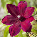 Red Clematis Live Plant, 2.5" Pot, Fragrant Flowering Vine by HILROQG