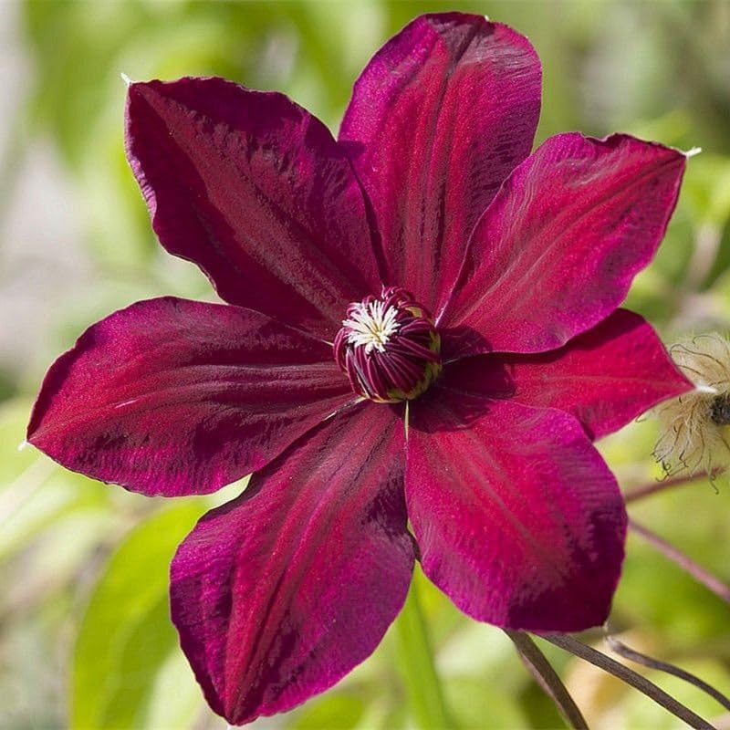Red Clematis Live Plant, 2.5" Pot, Fragrant Flowering Vine by HILROQG