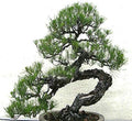 Big Pack Bonsai Tree Seeds - Japanese Black Pine Tree (150 Seeds), Pinus thunbergiana Pine Tree Seeds - Non-GMO Seeds by MySeeds.Co (Big Pack - Japanese Black Pine) by Unknown