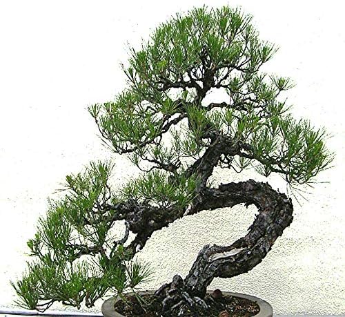 Big Pack Bonsai Tree Seeds - Japanese Black Pine Tree (150 Seeds), Pinus thunbergiana Pine Tree Seeds - Non-GMO Seeds by MySeeds.Co (Big Pack - Japanese Black Pine) by Unknown