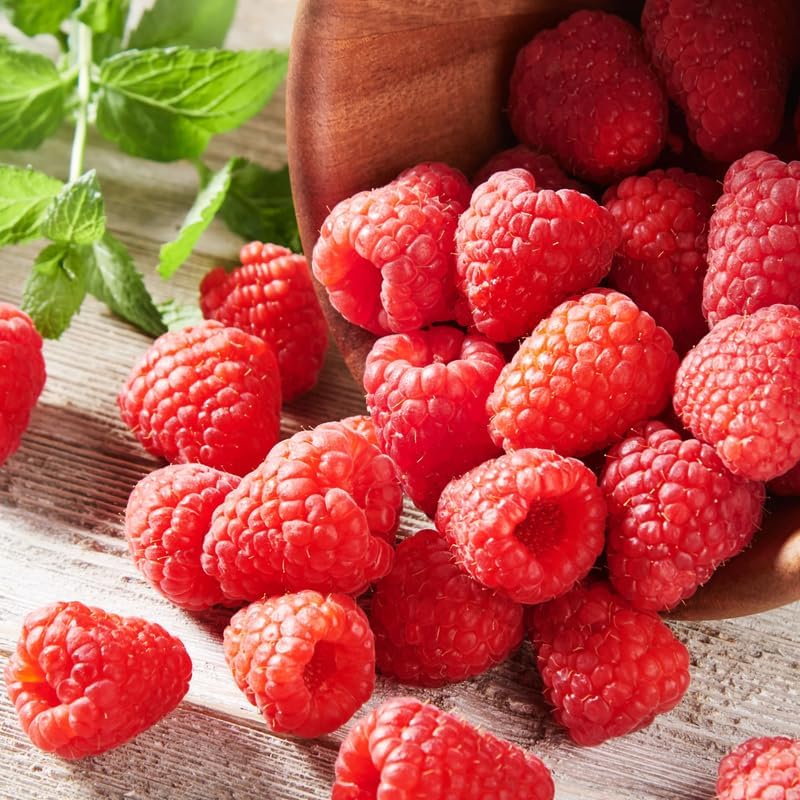 2 Red Raspberry Plants Live, Berry Bush, 4-8" Tall - Image 4