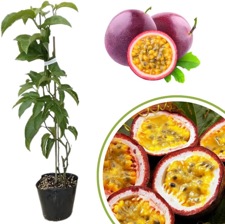 2 Mix Passionfruit Vine Live Plants, Fully Rooted Passionfruit, 5-10" Tall - Image 4