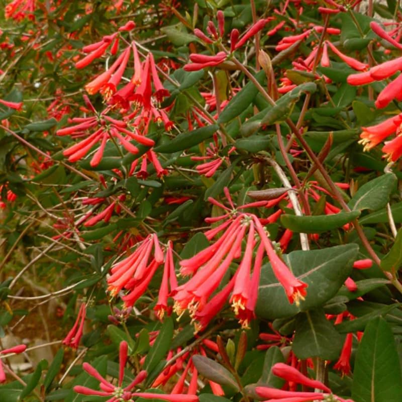 Honeysuckle Bush Live Plant, 5-10 Inch Tall - Image 7
