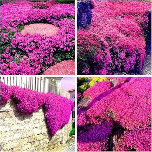 20000pcs Creeping Thyme Seeds for Planting Perennial Ground Cover Plants Heirloom Flowers Non-GMO Thymus Serpyllum Seed - Image 3