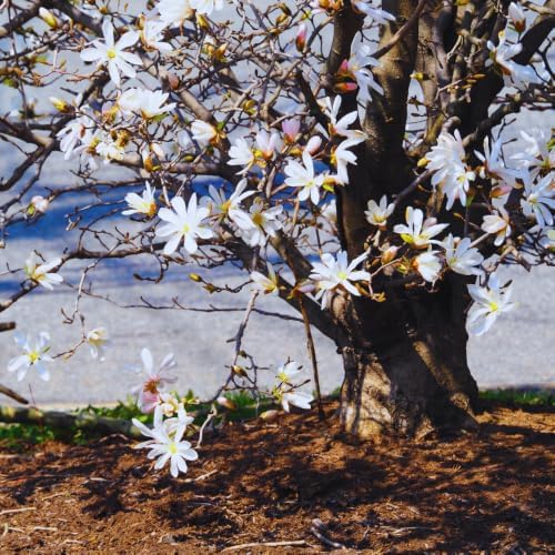 Star Magnolia Live Plant, Ornamental Tree, 6-8 Inch Tall - Image 3