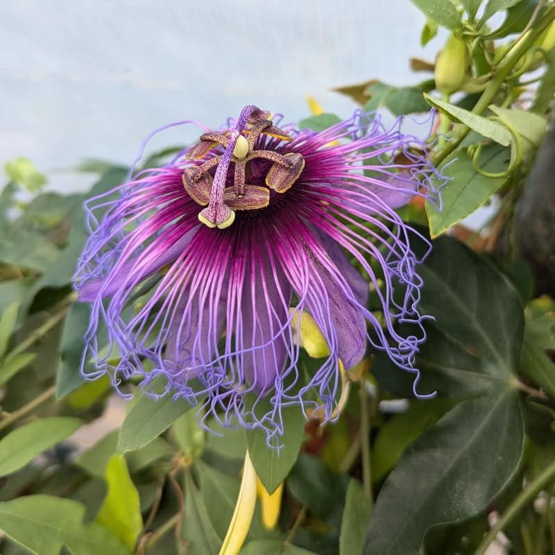 Deep Purple Passion Flower Live Plant, Passiflora Trellis Vine, 4-8 Inches - Image 6