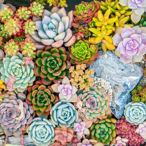 Mountain Crest Gardens Ultimate Succulent Variety Pack - 25 Unique Live Plants, Many Types, Rooted in 2 inch Pots - Indoor/Outdoor Real Succulents for Garden Decor, Favors, DIY Arrangements - Image 7