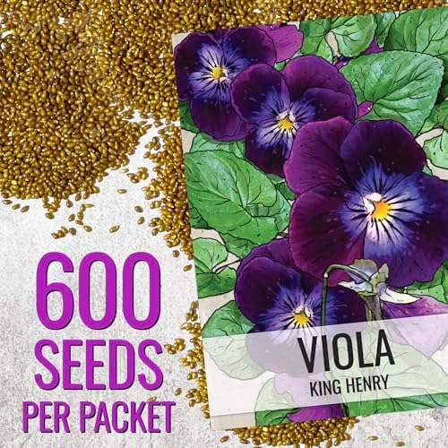 Seed Needs King Henry Viola Seeds to Plant Gothic Violet Flowers 1 Pack - Image 2