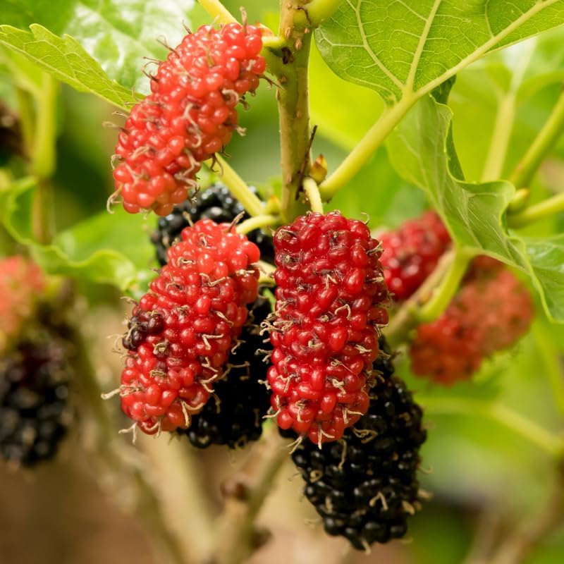 Red Mulberry Live Plant, 4-8 Inch Tall Hardy Fruit Tree - Image 3