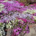 2 Mixed Creeping Phlox Plants Live, Flower Plant, 2-5 Inch Tall by UIOTER