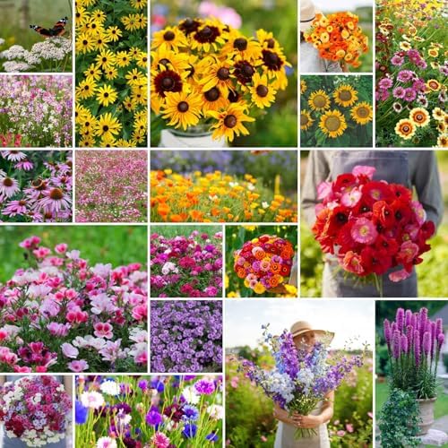 Eden Brothers Late Bloomer Wildflower Mixed Seeds for Planting, 1/4 lb, 120,000+ Seeds with White Yarrow, Snapdragon | Attracts Pollinators, Plant in Spring or Fall, Zones 3, 4, 5, 6, 7, 8, 9, 10 by EdenBrothers