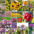 Eden Brothers Late Bloomer Wildflower Mixed Seeds for Planting, 5 lb, 2,400,000+ Seeds with White Yarrow, Snapdragon | Attracts Pollinators, Plant in Spring or Fall, Zones 3, 4, 5, 6, 7, 8, 9, 10 by EdenBrothers