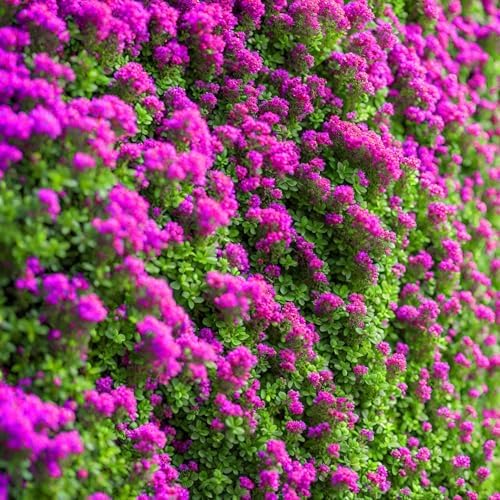 20000pcs Creeping Thyme Seeds for Planting Perennial Ground Cover Plants Heirloom Flowers Non-GMO Thymus Serpyllum Seed - Image 5