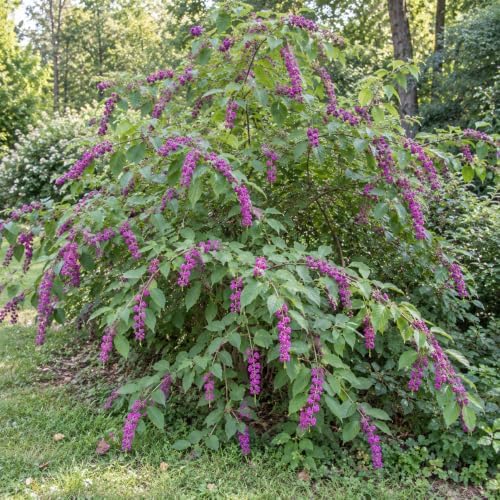 2 American Beautyberry Shrubs/Bushes - 8-12" Tall Live Plants - Quart Pots - Image 7