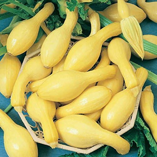 Park Seed Summerpac Hybrid Squash Seeds – Smooth Wart-Free Fruits on Nearly Spineless Bush Plants, Heavy Yields All Summer, Compact Habit Ideal for Home Gardens, Easy to Grow and Harvest, Pack of 20 by ParkSeed
