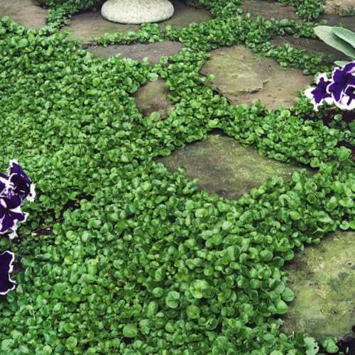 Outsidepride Perennial Dichondra Repens Seeds - 5 lbs Dense Green, Low-Maintenance Ground Cover Seeds for Planting, Ideal Lawn Alternative in Sun or Shady Areas & Erosion Control in USDA Zones 8-11 by Outsidepride