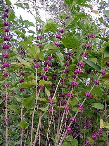 40 American PURPLE BEAUTYBERRY Shrub Flower Callicarpa Americana Seeds - Image 7