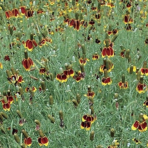 'Mexican Hat' - Bloom by the thousands! - Drought tolerant! Nature’s sombreros! (100 - Seeds) - Image 3