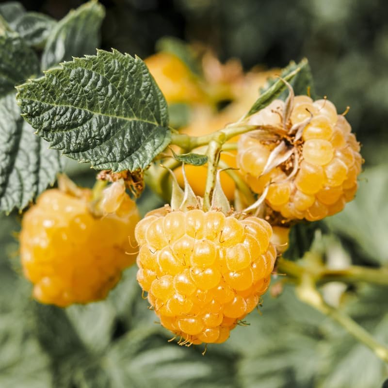 2 Fall Gold Raspberry Plants Live, Edible Berry Bush Plant, 5-10" Tall - Image 4