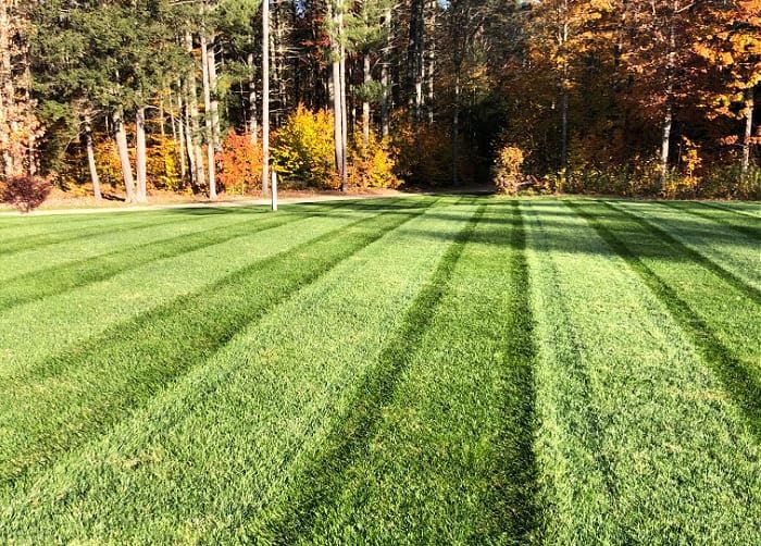 Envy Turf Type Tall Fescue Grass Seed (25 lbs.) - 100% Weed Free - Drought Tolerant - Disease Resistant - Dark Green Color - Image 5