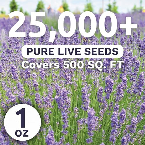 Lavender - Bulk 1 Ounce Pouch - 25,000 Flower Seeds for Planting - Lavandula angustifolia - Image 2