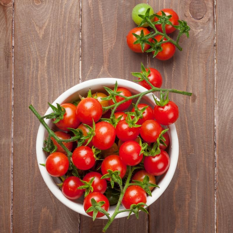 Cherry Tomato Plants Live for Planting, 4 Inch Pot - Image 5