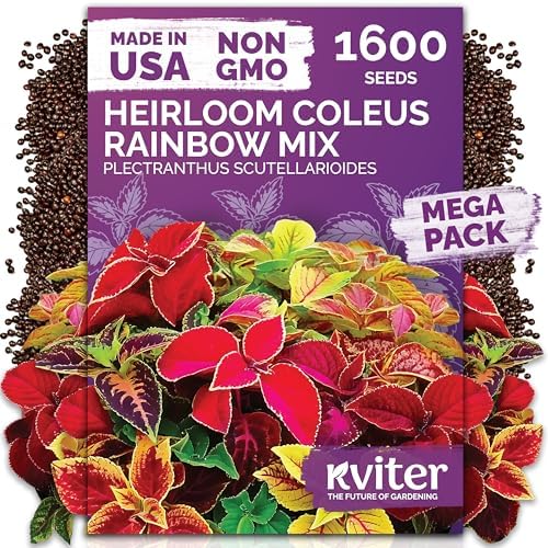 1,600 Rainbow Coleus Flower Seeds Mix, Plectranthus Scutellarioides by KVITER