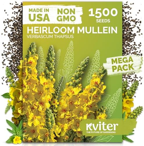 1,500 Mullein Heirloom Herb Seeds for Planting, Verbascum Thapsus by KVITER