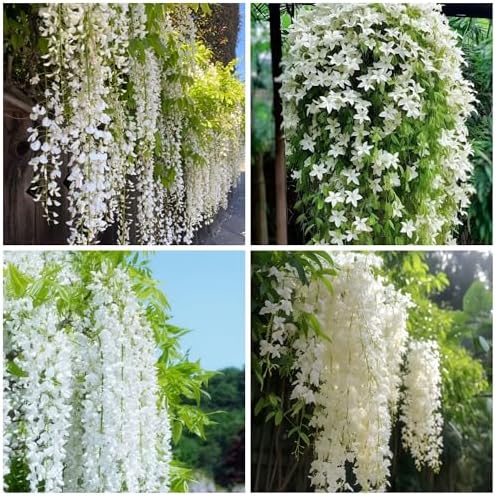 400+ Climbing Weeping Jasmine Flower Seeds for Planting Fragrant Plant Seeds Four Seasons Garden Home Jasmine Garden Balcony Climbing Flower by WivolibeSeeds