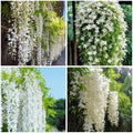 400+ Climbing Weeping Jasmine Flower Seeds for Planting Fragrant Plant Seeds Four Seasons Garden Home Jasmine Garden Balcony Climbing Flower by WivolibeSeeds
