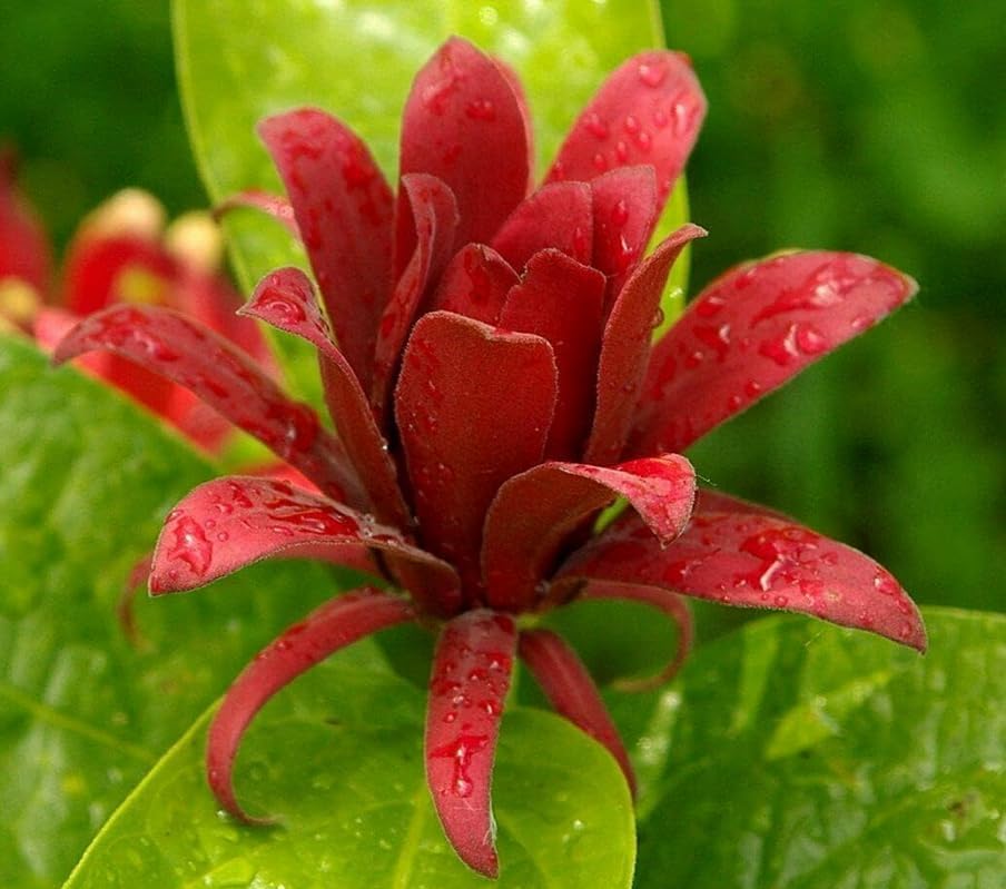 2 Carolina Allspice (Sweet Shrubs) - 10-16" Tall Live Plants - Quart Pots - Image 5