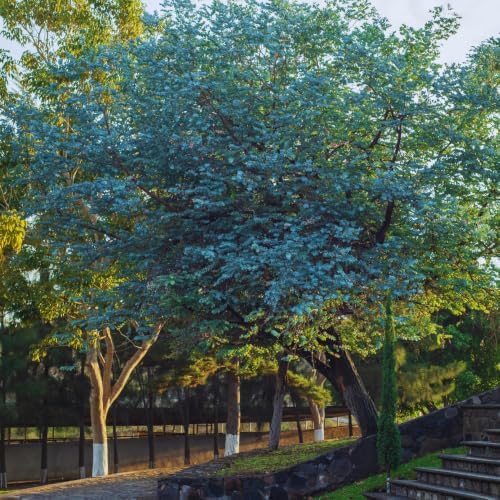 Silver Dollar Eucalyptus Plant Live, 10-16'', Ornamental Eucalyptus Tree - Image 2