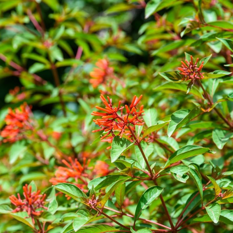 2 Firebush Plant Live - Image 5