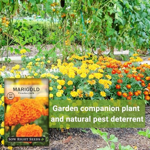 Sow Right Seeds - Crackerjack African Marigold Seed for Planting Flowers - Image 5