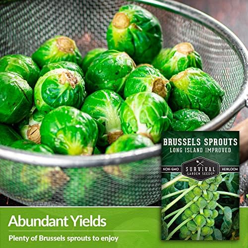 Long Island Improved Brussels Sprout Seeds for Planting (1 Pack) - Image 4