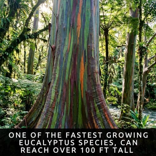 50 Rainbow Eucalyptus Seeds | Eucalyptus Deglupta Tropical Tree Seeds - Image 5