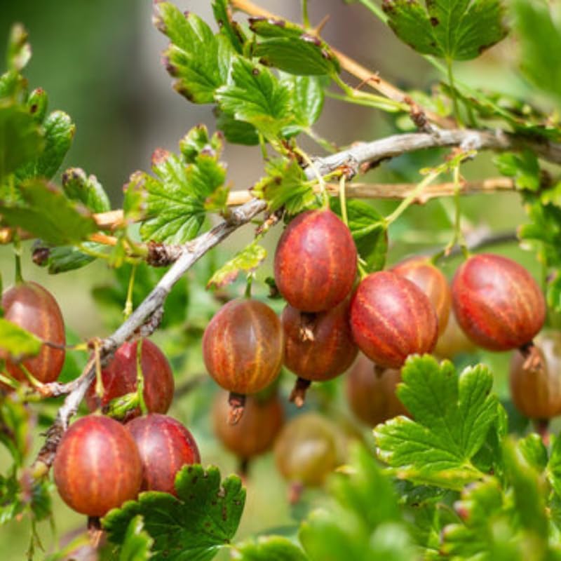 Red Gooseberry Live Plant, Berry Tree, 5-9 Inch Tall by HILROQG
