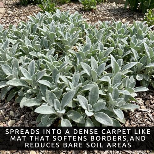 Lamb’s Ear ‘Silver Carpet’ Live Plant Start Plugs | Soft Silvery Foliage Perennial | Drought Tolerant Ground Cover | Deer Resistant Garden Plants | Hardy Outdoor Landscaping Plants (3 Plants) - Image 6