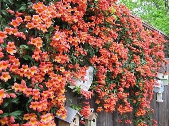 Tangerine Beauty Crossvine (Bignonia capreolata) Live Plants – Pack of 2 – Vibrant Orange Trumpet-Shaped Blooms – Climbing Vine for Trellises & Fences – Ideal for Containers - Image 2