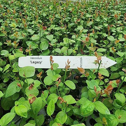 Blueberry Plant Legacy Live for Sale (4 Pack) | Easy to Grow Plants | Edible Fruit Plant for Sustainable Living | Grow Your own Food on Your Edible Organic Garden| Live for Planting| No Seeds - Image 4